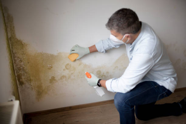 Best Post-Construction Mold Inspection  in Justin, TX