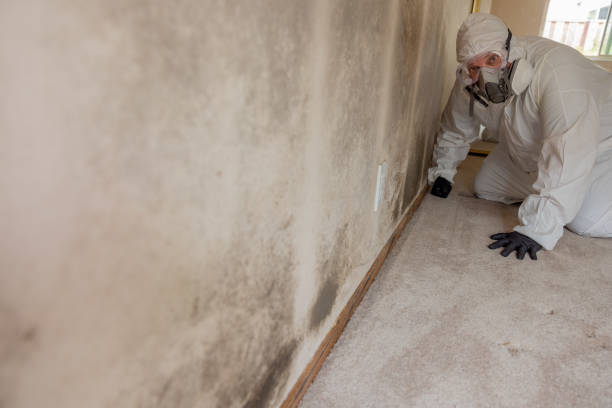 Best Emergency Mold Remediation  in Justin, TX